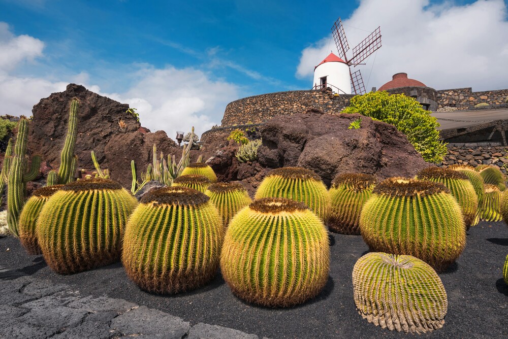 Jardín de Cactus
